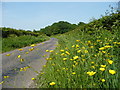 Buttercups by Staplewood Lane