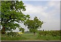 Oak trees near Oak Tree Farm