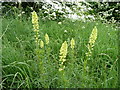 Wild Mignonette, Reseda lutea