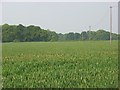 Farmland, White Waltham