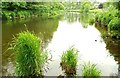 The River Bann at Huntly, Banbridge (2)