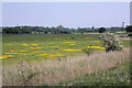 Flood plain meadow above Wilford Bridge