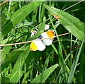 Orange-tip at Woodcote