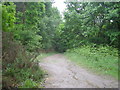 Muddy path on a miserable day