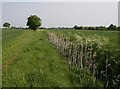 Reedmace in a ditch