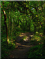 Footpath through woodland