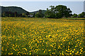 Buttercups galore!