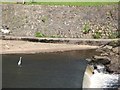 Heron on the weir below Hexham Bridge