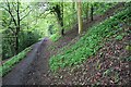 Bluebells and wild garlic