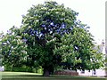 The Horse Chestnut in Blossom