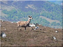 NN5651 : Red deer on Meall nan Sac by Rob Burke