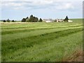 Young crop on the way from Cowbog to New Pitsligo