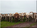 Safety in numbers - cattle by Sandhill farm