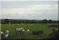 Llanwinio Common