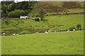 Fields north of Ponterwyd