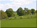 Pastures near West Hall