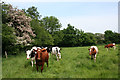 Inquisitive cows near Hollin Green