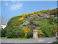 Y Graig - a whin covered rock outcrop