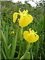 G6642 : Yellow flag  (Iris pseudacorus), Coolbeg by Kenneth  Allen