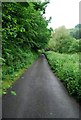 Narrow Devon lane, near Blackpool Sands.