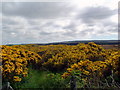 Gorse  near Newlands