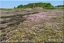 NM6387 : Sea Pinks, Caolas Eilean Ighe by Mick Garratt