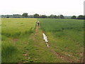 Barley and wheat by Dorney Wood