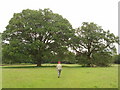 Large oak trees in field by Littleworth Common