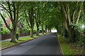 Avenue of trees lining Connaught Road, Worthy Down Camp