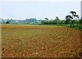 ST7853 : 2008 : Maize field near Woolverton by Maurice Pullin