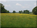 Pasture with buttercups by Bayhurst Wood