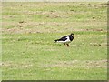 Oystercatcher (Haematopus ostralegus)