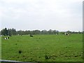 Several cows in field