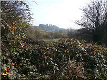 SK4063 : North Wingfield Nature Reserve by Alan Heardman