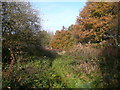 North Wingfield Nature Reserve