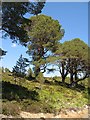 NN5554 : Old pines, Rannoch Forest by Richard Webb
