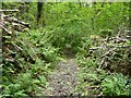 The footpath through Ash Wood approaching Ash Barton.