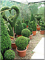 Topiary for every taste