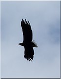 NG5142 : White Tailed Sea Eagle overhead off Udairn by Rob Farrow