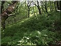SX7779 : Bilberry and oak woodland, Yarner by Derek Harper