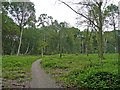 Footpath on Peasmarsh Common