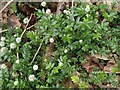 Pirri-pirri Bur in Yarner Wood