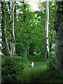 Footpath alongside Berry Hill Farm