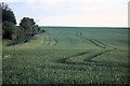 Wheatfield at Horsepool Farm