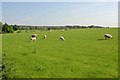 Lambs grazing near Easby Abbey