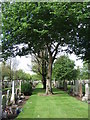 Allenvale cemetery (north) - west end.