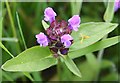 Self-heal (Prunella vulgaris)