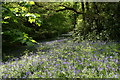 Bluebells, Brock woods