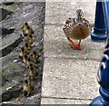 Mallard and ducklings, Bangor [1]