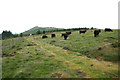 Cattle on Irton Fell